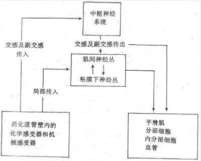 此外卵巢功能、激素代謝均受高級神經(jīng)中樞的控制調(diào)節(jié)