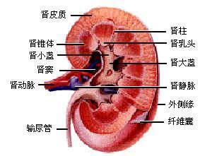 胰腺癌容易發(fā)生在老年人身上，其中大多數(shù)發(fā)生在60歲以上的人群中